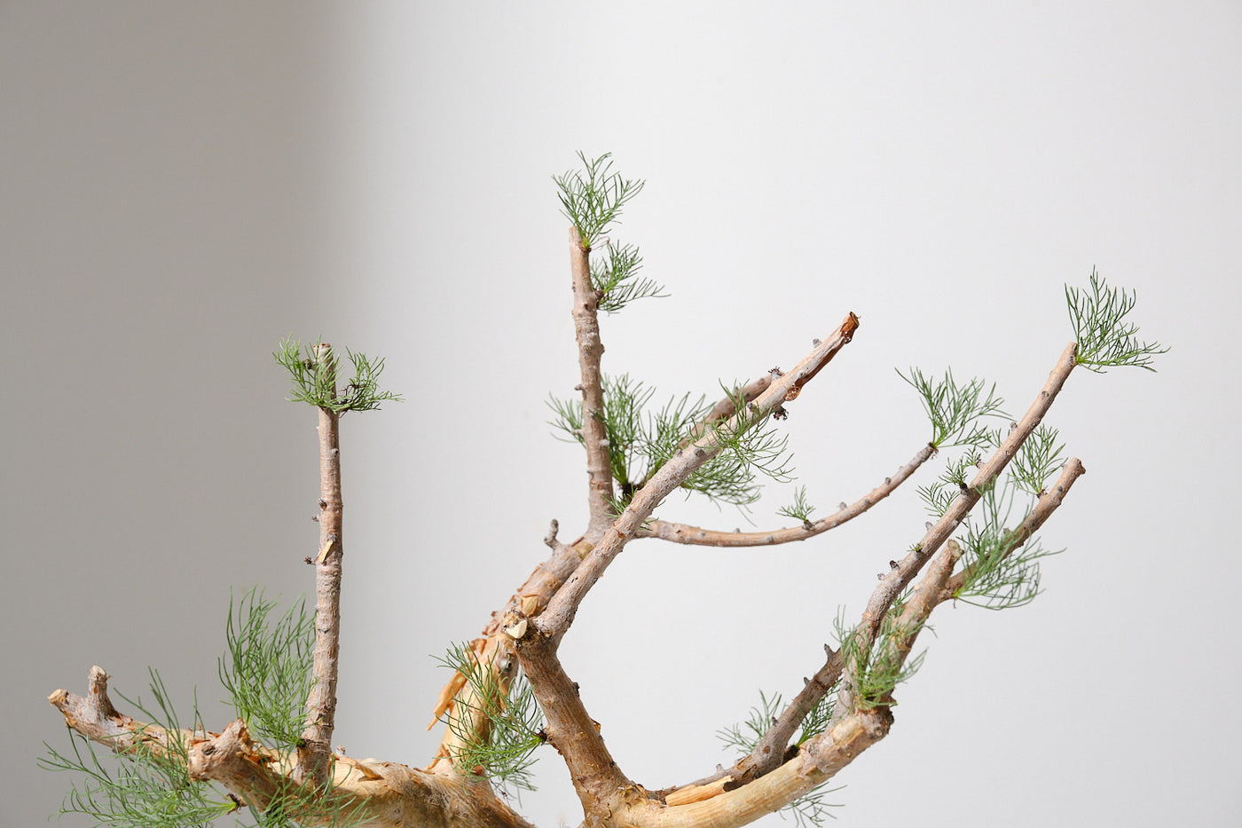 K7 コミフォラ クラウセリアナ／Commiphora kraeuseliana – KOMO
