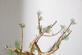 K7 コミフォラ クラウセリアナ／Commiphora kraeuseliana
