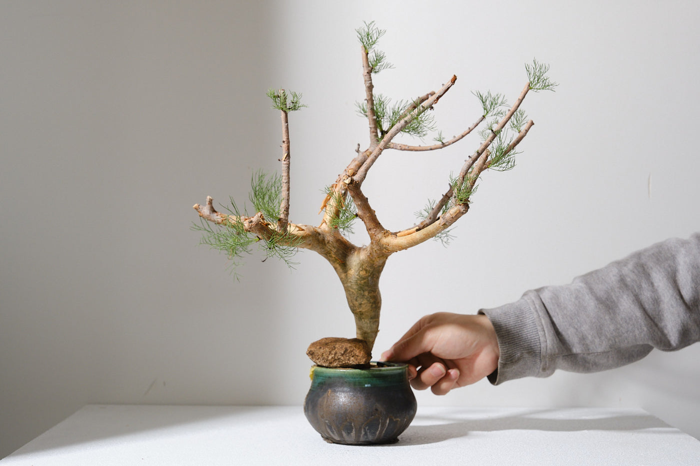 K7 コミフォラ クラウセリアナ／Commiphora kraeuseliana – KOMO