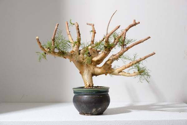 K8 コミフォラ クラウセリアナ／Commiphora kraeuseliana