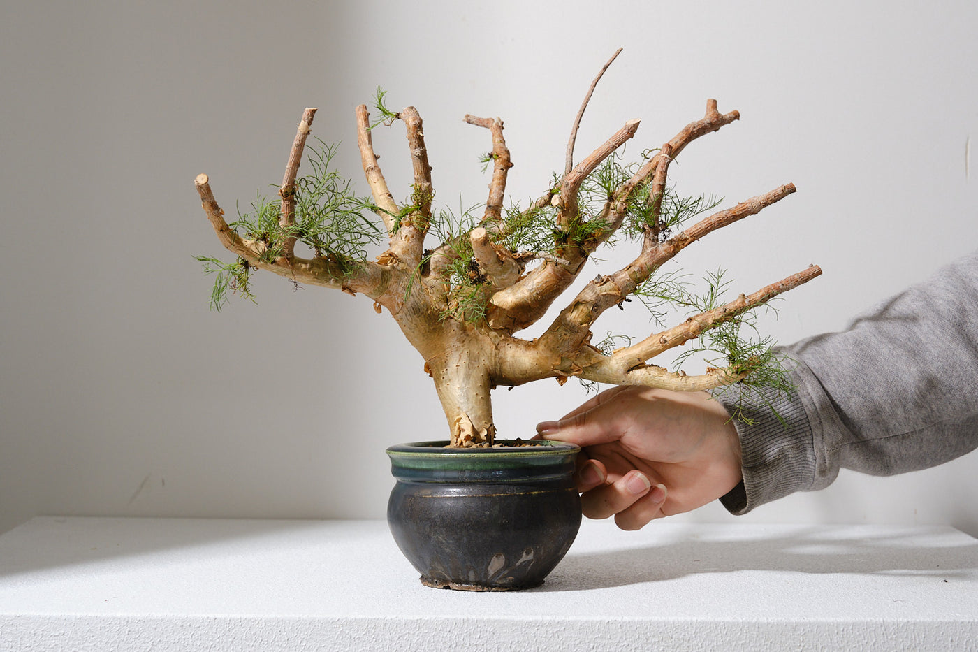 現品限り】コミフォラ・クラウセリアーナ【S58】 Commiphora