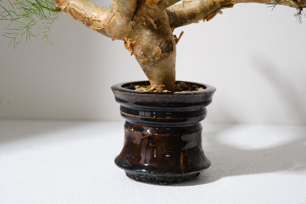 K9 コミフォラ クラウセリアナ／Commiphora kraeuseliana