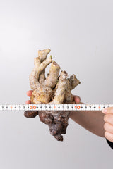 TL-01ドルステニア ジプソフィラ Dorstenia gypsophila