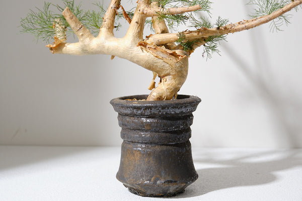 K10 コミフォラ クラウセリアナ／Commiphora kraeuseliana