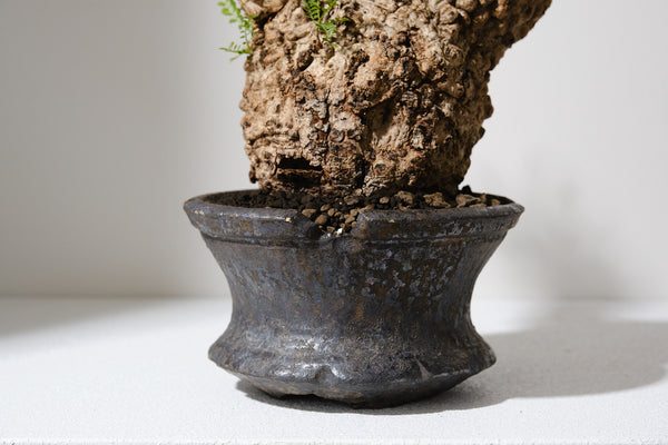 KOMO | 観葉植物・鉢の販売 | 福岡県糸島市 KOMO | 観葉植物・鉢の販売 | 福岡県糸島市