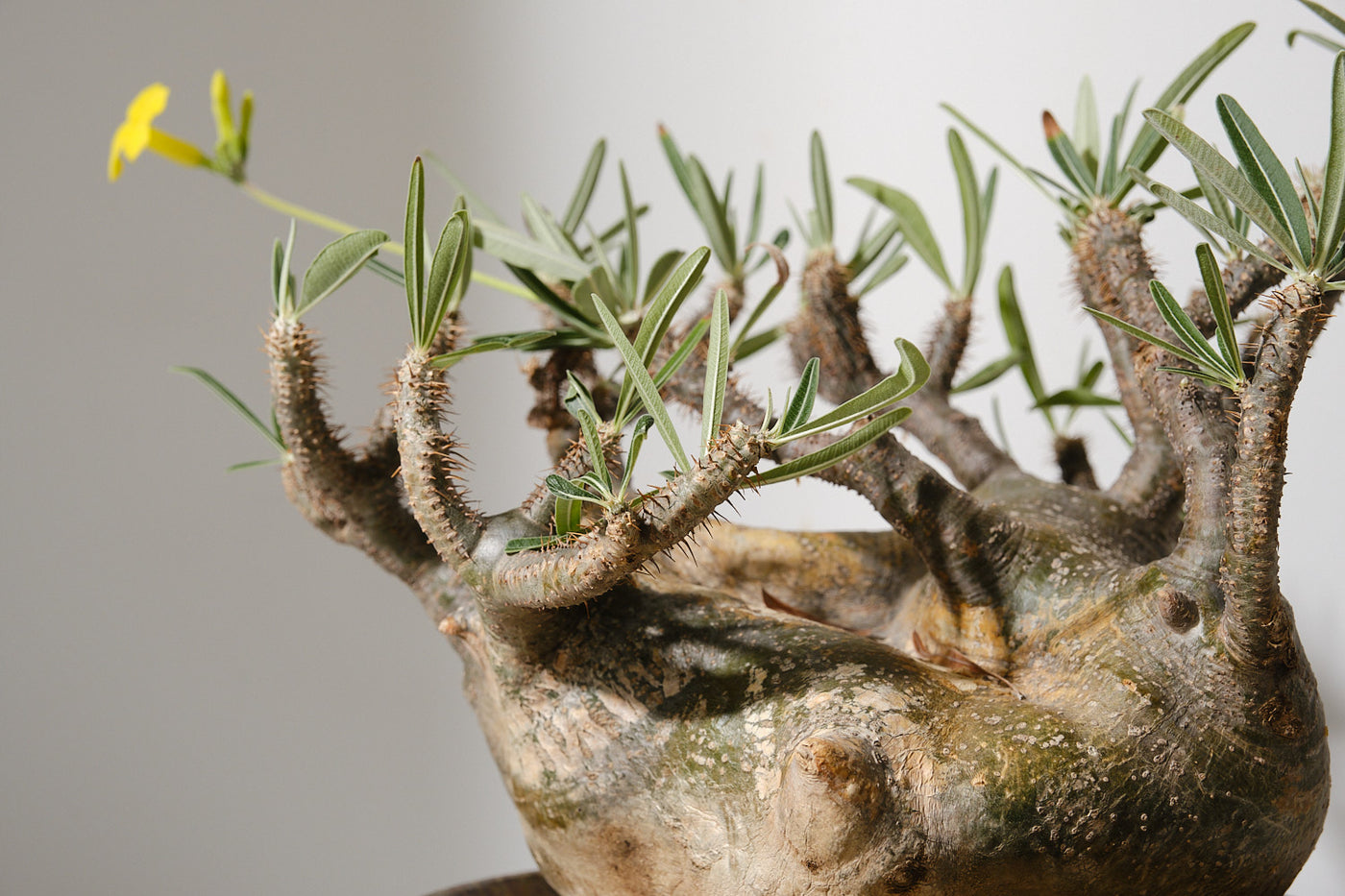 パキポディウム　グラキリス　発根済み 123G 発根済み パキポディウム グラキリス Pachypodium