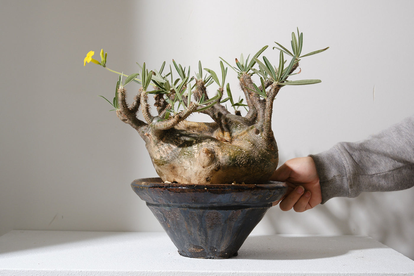 パキポディウム・グラキリス【発根済】