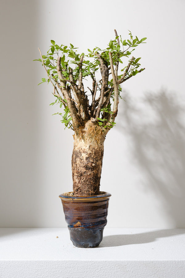 F1 発根済  commiphora humbertii　コミフォラ フンベルティ
