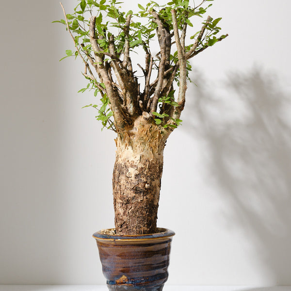 コミフォラ　フンベルティ コミフォラ フンベルティ | mana's farm:塊根植物・アガベ・ドライ