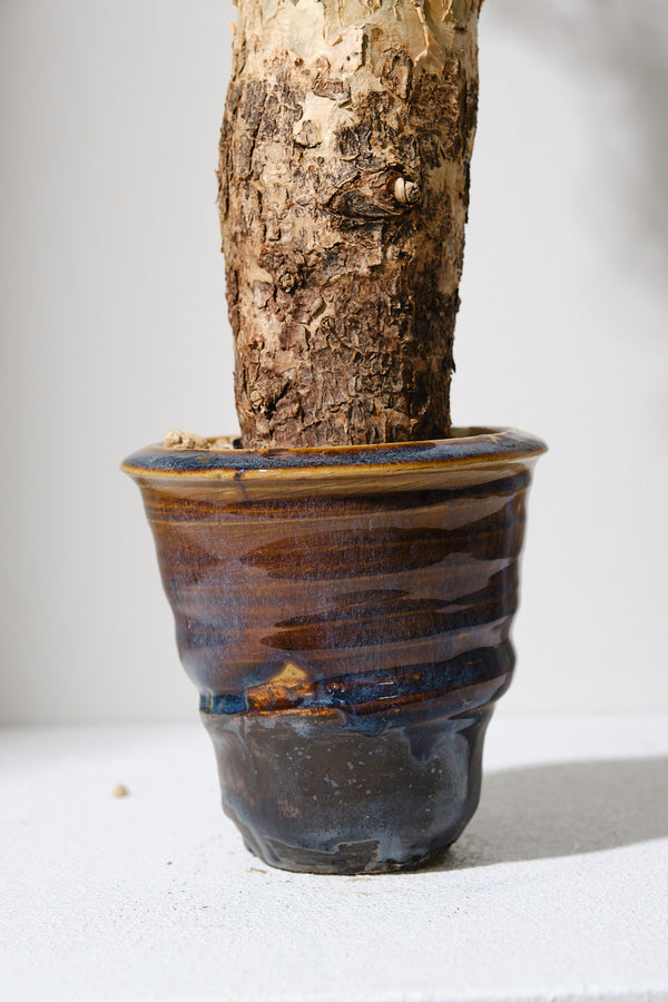 F1 発根済  commiphora humbertii　コミフォラ フンベルティ
