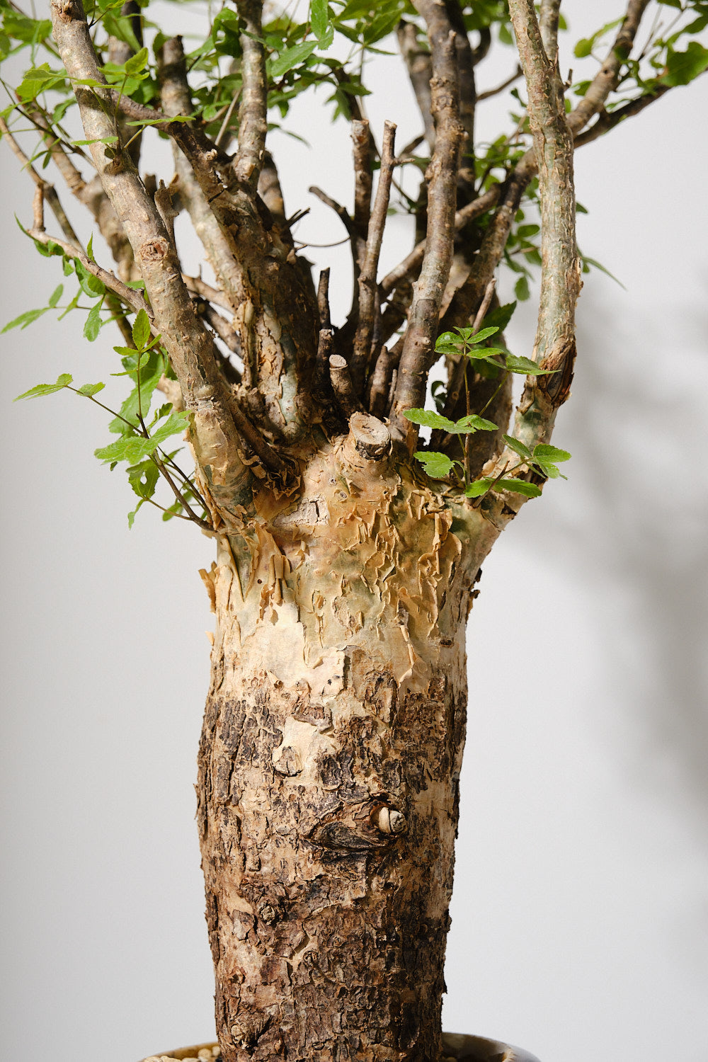 F1 発根済 commiphora humbertii コミフォラ フンベルティ – KOMO