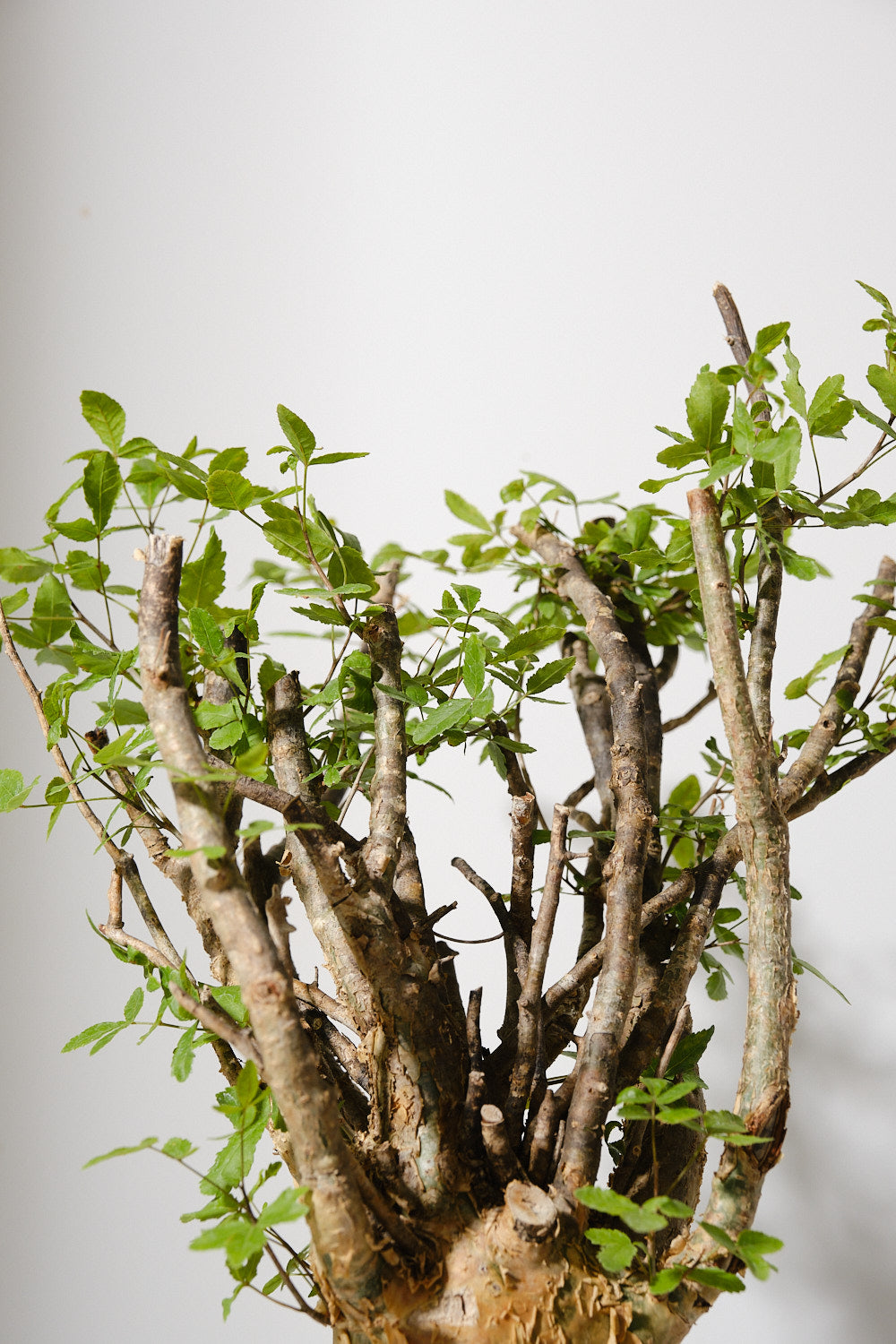 F1 発根済 commiphora humbertii コミフォラ フンベルティ – KOMO