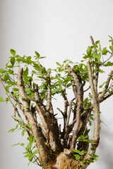 F1 発根済  commiphora humbertii　コミフォラ フンベルティ
