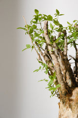F1 発根済  commiphora humbertii　コミフォラ フンベルティ