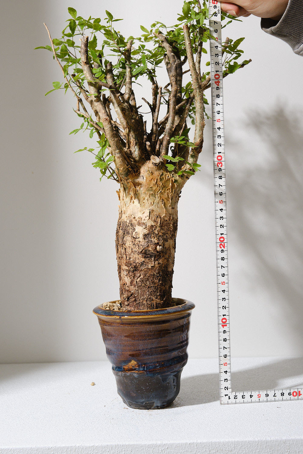 F1 発根済 commiphora humbertii コミフォラ フンベルティ – KOMO