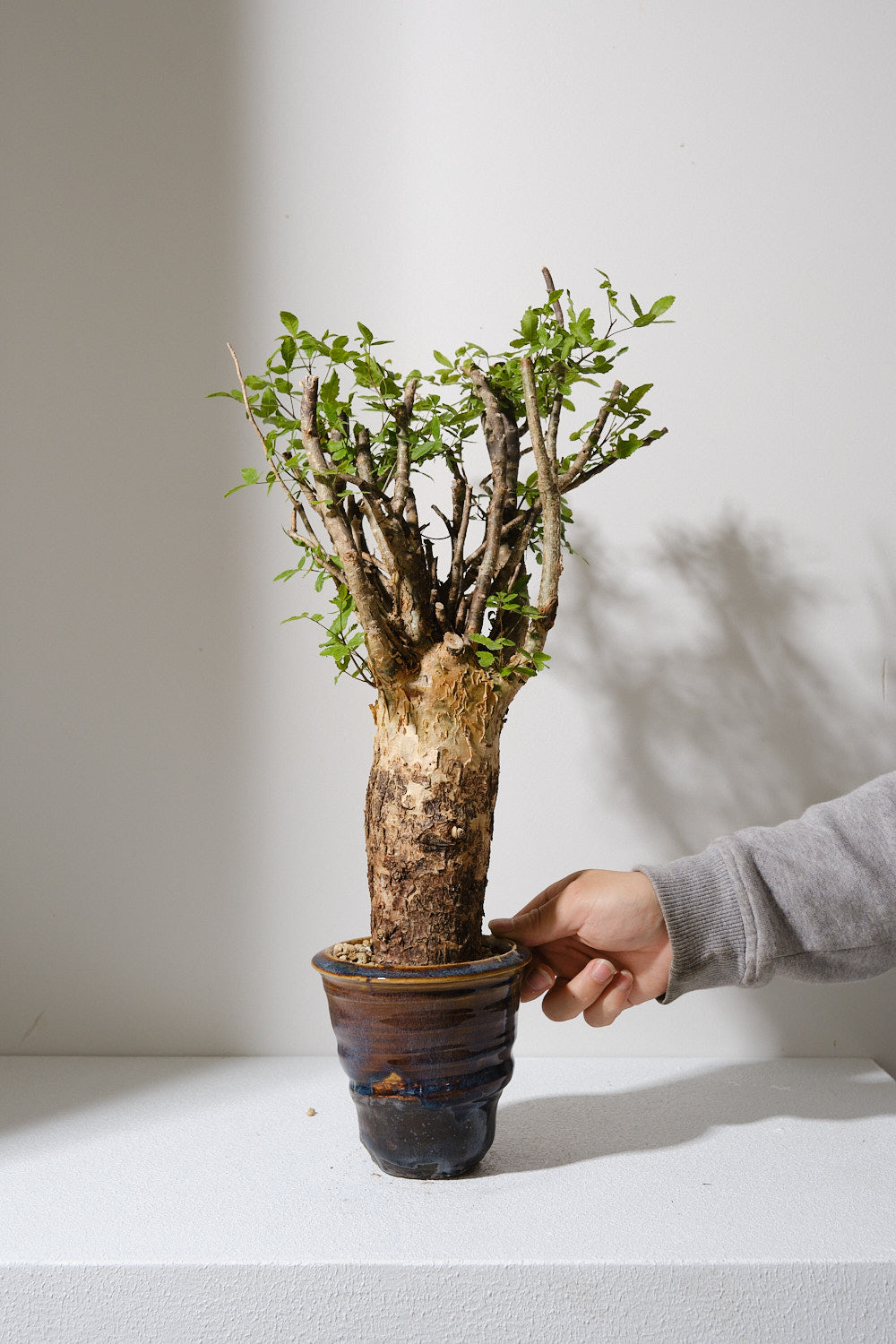 F1 発根済 commiphora humbertii コミフォラ フンベルティ – KOMO