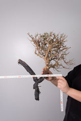 TL-14 オペルクリカリアパキプス 盆栽　実生 Operculicarya Pachypus