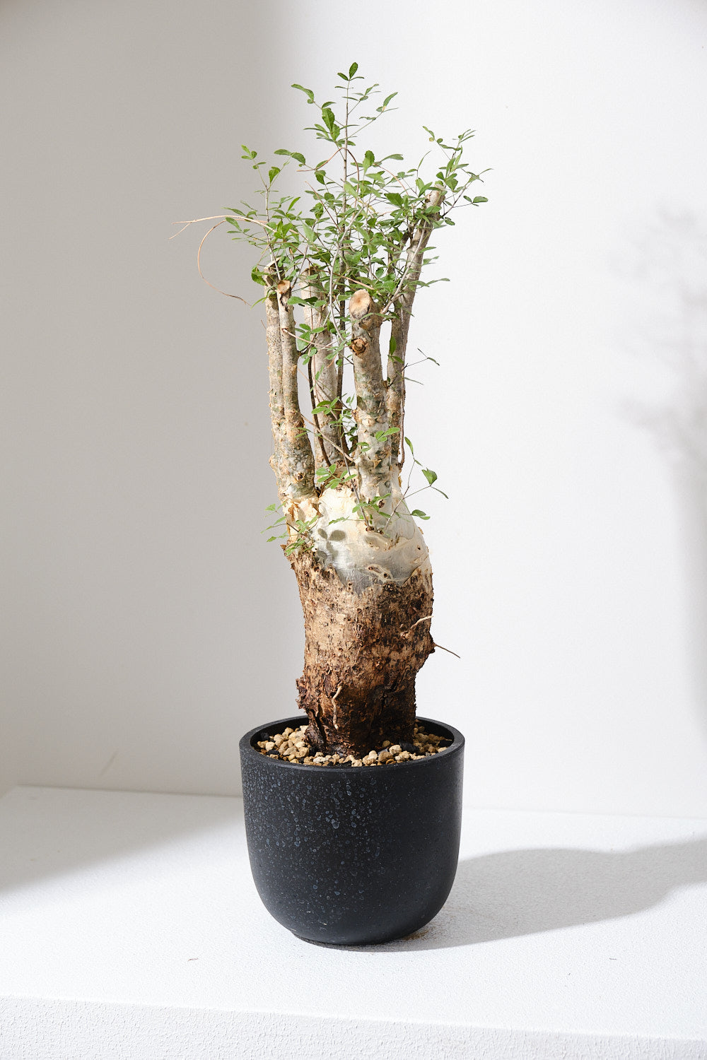 発根済】コミフォラ ホルトジアナ n/ohコラボ鉢付 Commiphora