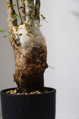 F11 発根済  commiphora humbertii　コミフォラ フンベルティ