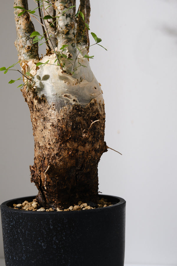 KOMO | 観葉植物・鉢の販売 | 福岡県糸島市 KOMO | 観葉植物・鉢の販売 | 福岡県糸島市