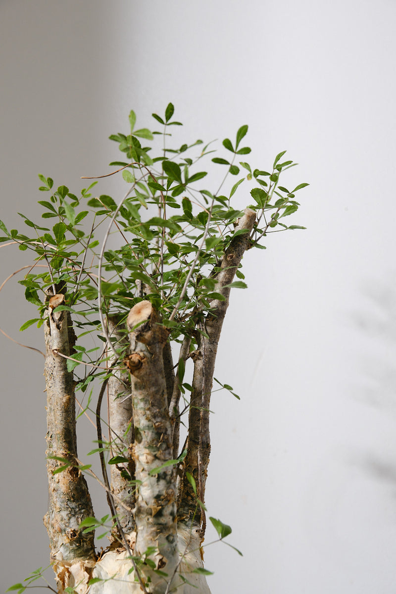 F11 発根済  commiphora humbertii　コミフォラ フンベルティ