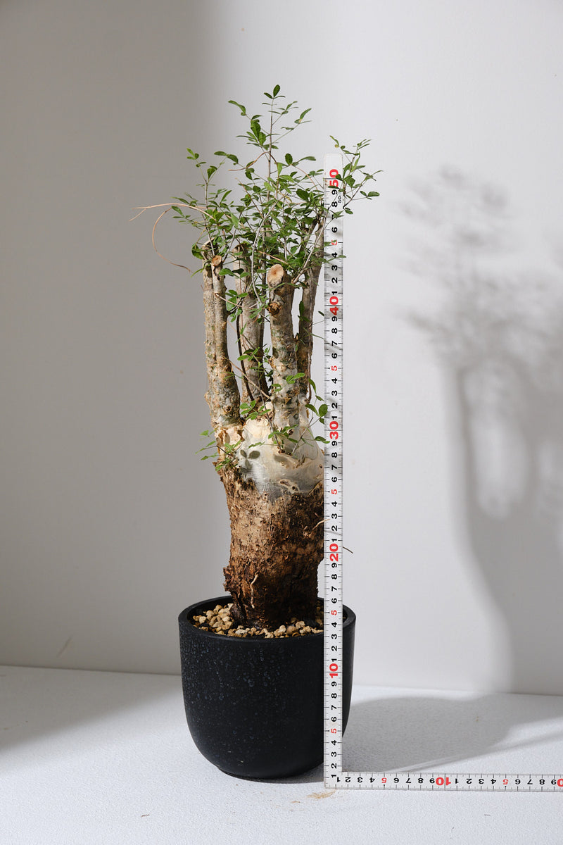 F11 発根済  commiphora humbertii　コミフォラ フンベルティ