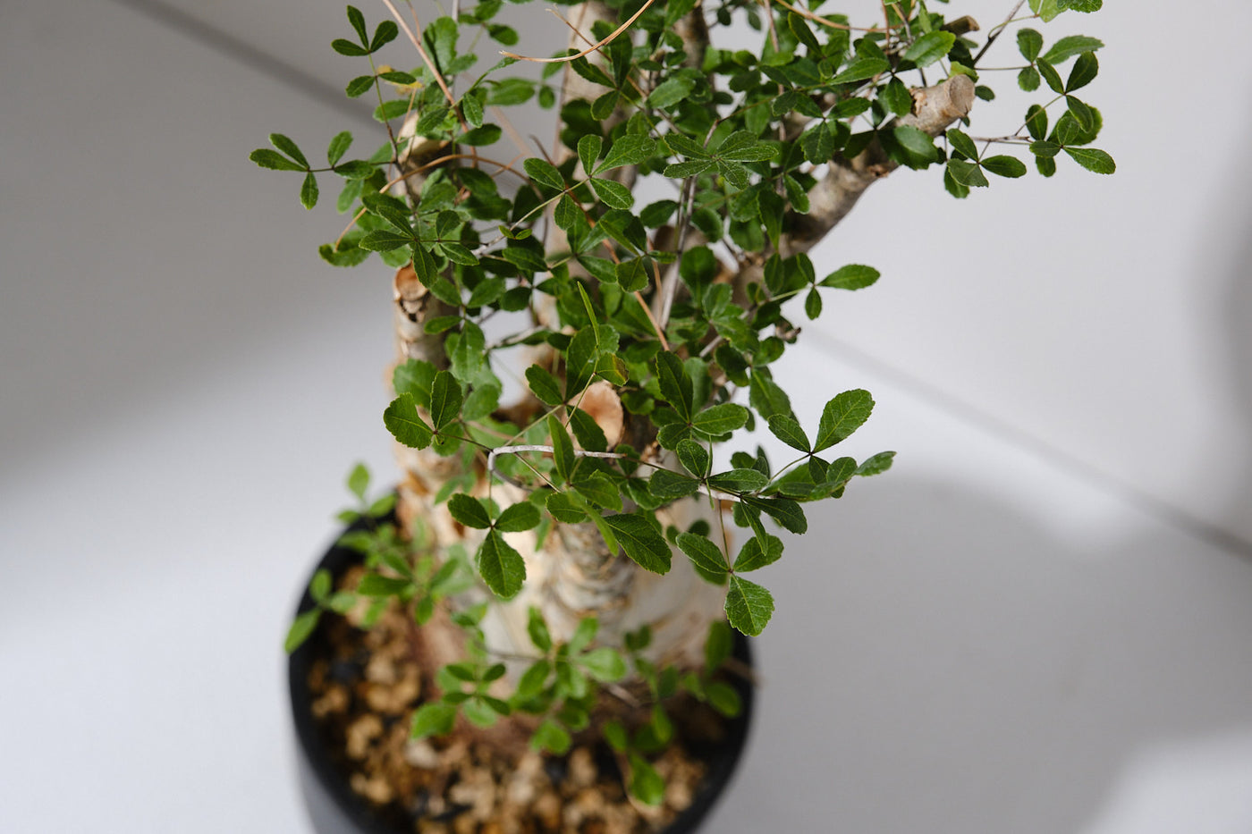 n*o様 超特大 コミフォラ フンベルティ Commiphora Humbert fit=scale-down,w=1200