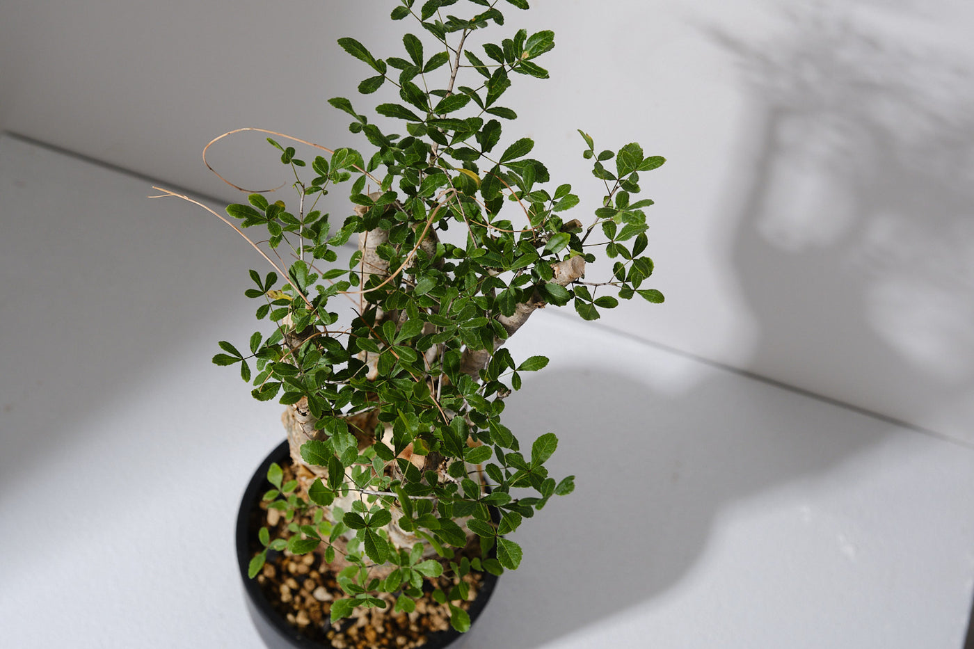 F11 発根済 commiphora humbertii コミフォラ フンベルティ – KOMO