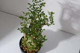 F11 発根済  commiphora humbertii　コミフォラ フンベルティ