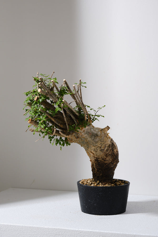 F12 発根済  commiphora humbertii　コミフォラ フンベルティ