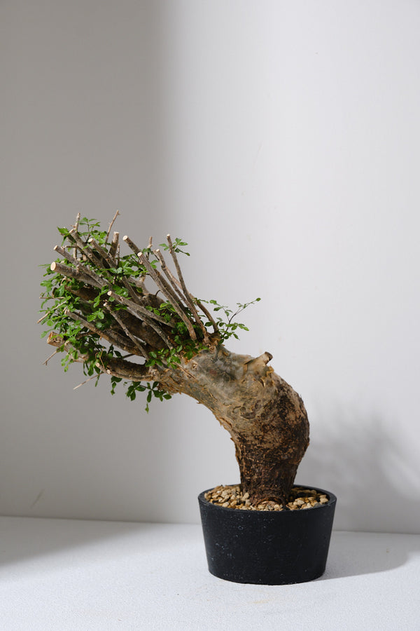 F12 発根済  commiphora humbertii　コミフォラ フンベルティ