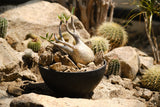 Pachypodium gracilius – Habitat Style パキポディウム・グラキリス ハビタット スタイル 002
