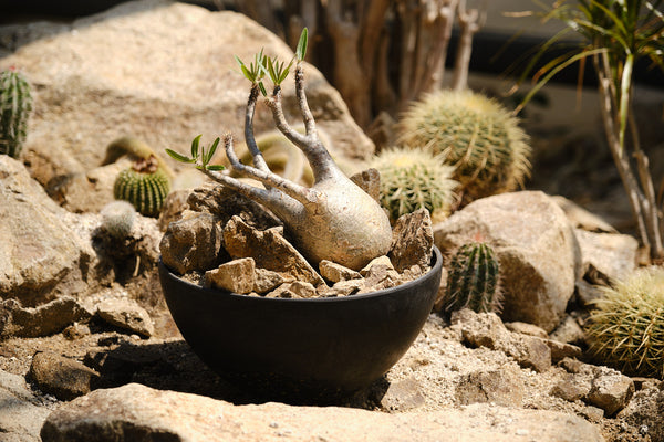 Pachypodium gracilius – Habitat Style パキポディウム・グラキリス ハビタット スタイル 002