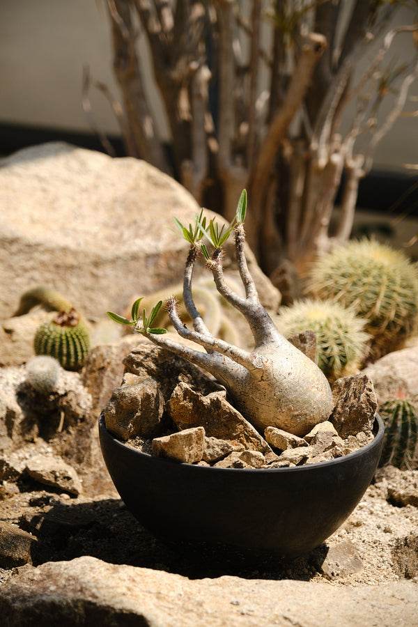 Pachypodium gracilius – Habitat Style パキポディウム・グラキリス ハビタット スタイル 002