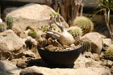 Pachypodium gracilius – Habitat Style パキポディウム・グラキリス ハビタット スタイル 002