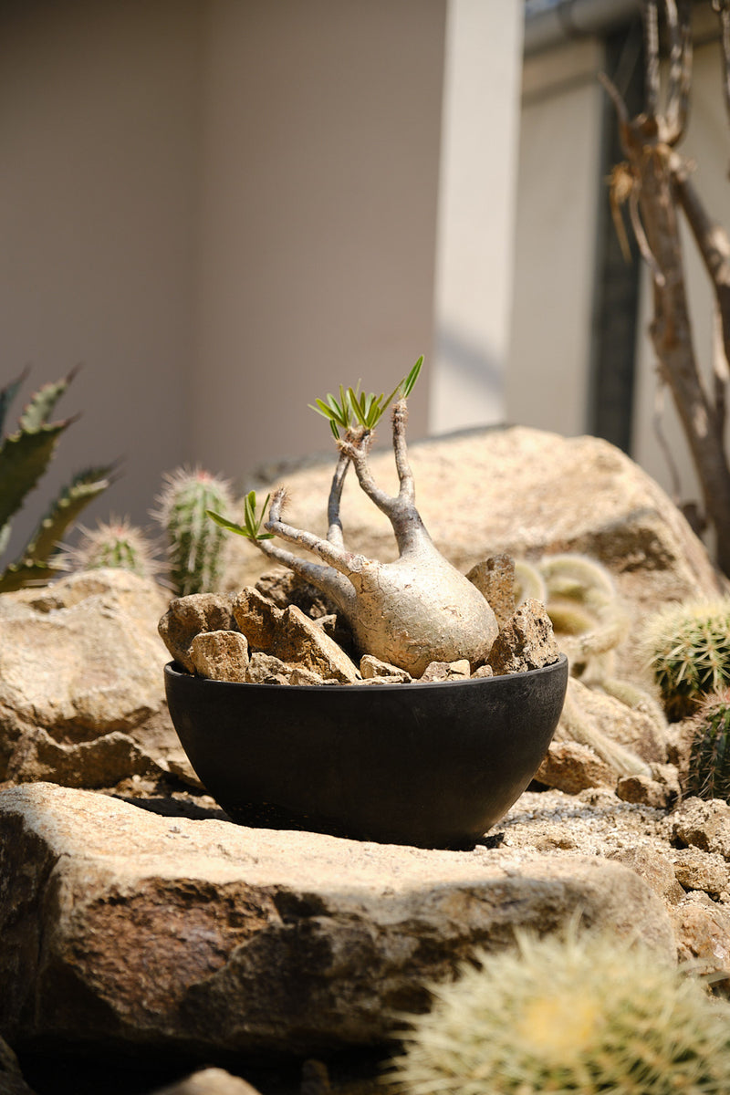 Pachypodium gracilius – Habitat Style パキポディウム・グラキリス ハビタット スタイル 002
