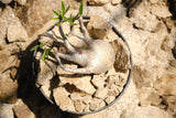 Pachypodium gracilius – Habitat Style パキポディウム・グラキリス ハビタット スタイル 002