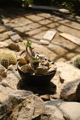 Pachypodium gracilius – Habitat Style パキポディウム・グラキリス ハビタット スタイル 002
