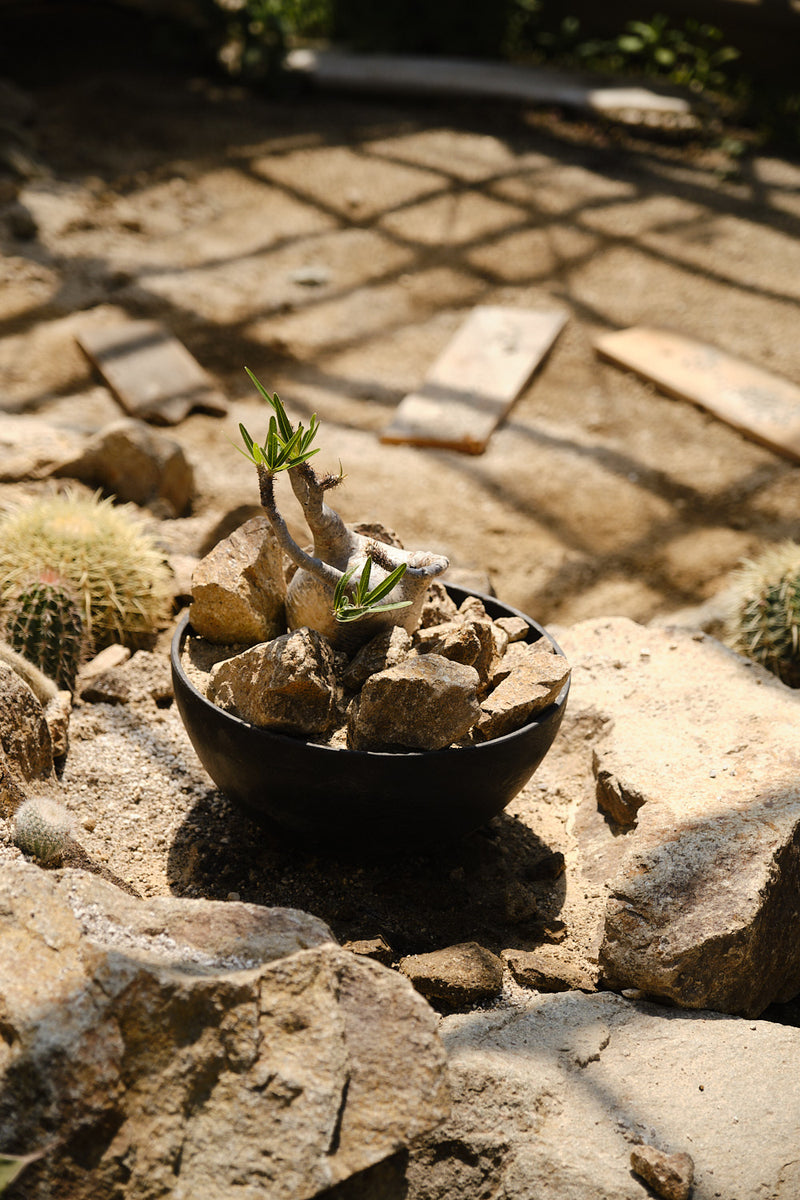 Pachypodium gracilius – Habitat Style パキポディウム・グラキリス ハビタット スタイル 002