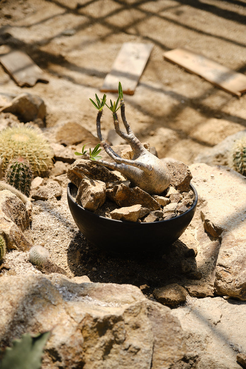 Pachypodium gracilius – Habitat Style パキポディウム・グラキリス ハビタット スタイル 002