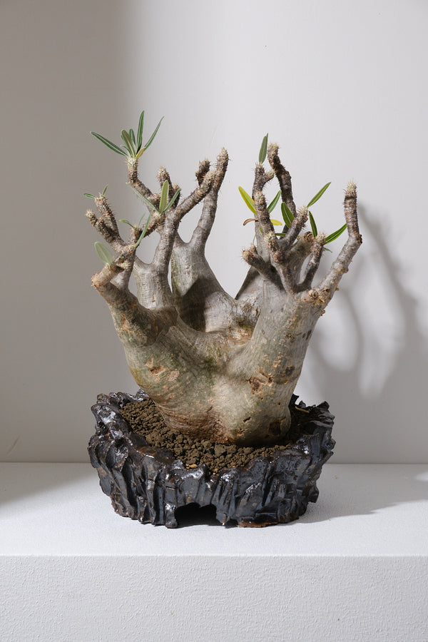 304ぐ 発根済み パキポディウム グラキリス Pachypodium gracilius 鉢付き