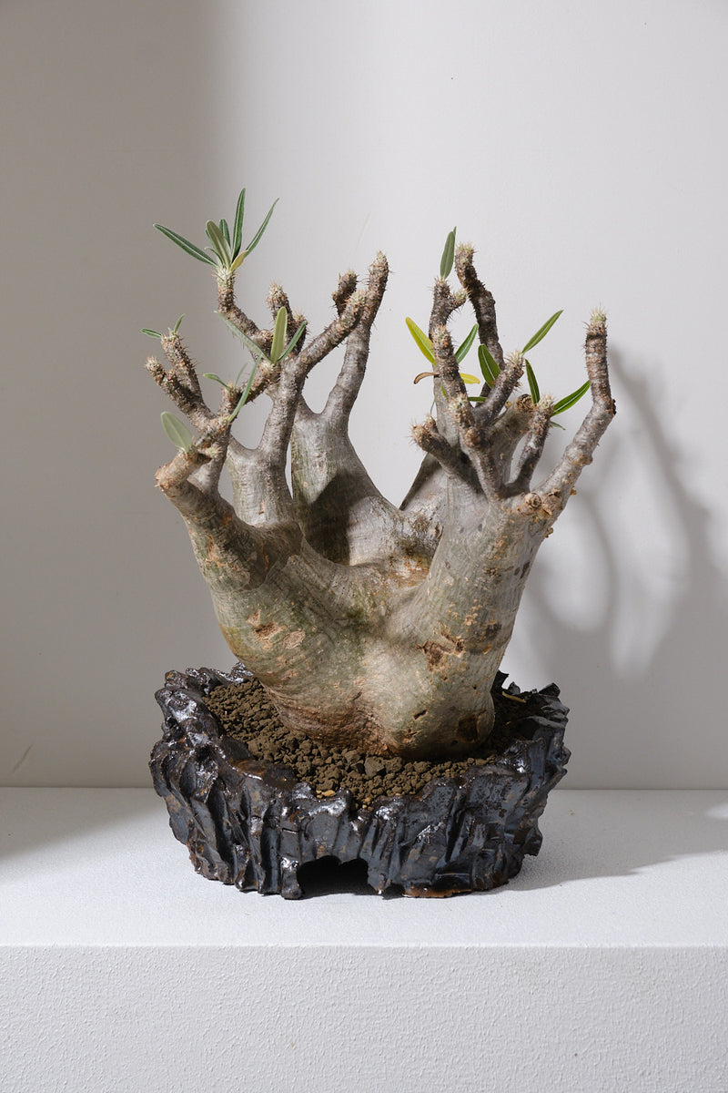 304ぐ 発根済み パキポディウム グラキリス Pachypodium gracilius 鉢付き