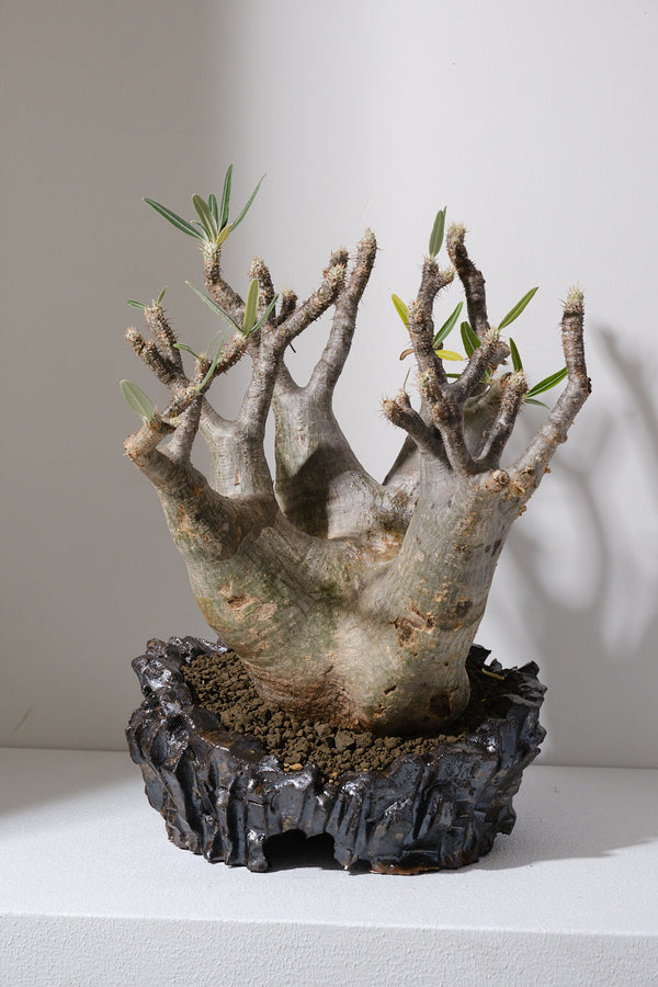 304ぐ 発根済み パキポディウム グラキリス Pachypodium gracilius 鉢付き