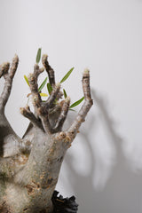 304ぐ 発根済み パキポディウム グラキリス Pachypodium gracilius 鉢付き