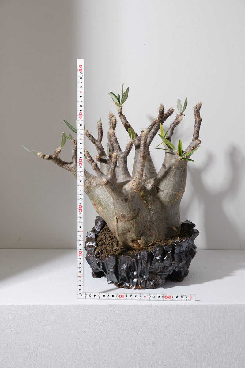 304ぐ 発根済み パキポディウム グラキリス Pachypodium gracilius 鉢付き
