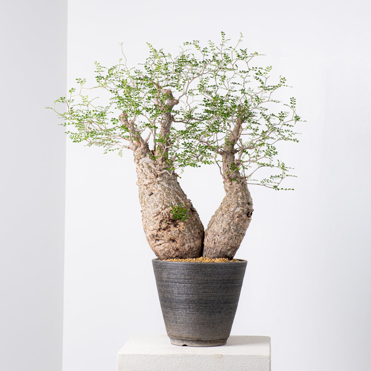 オペルクリカリア・パキプス / OPERCULICARYA PACHYPUS – KOMO