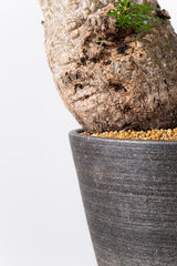 1001 発根済 Operculicarya Pachypus オペルクリカリア・パキプス