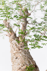 1001 発根済 Operculicarya Pachypus オペルクリカリア・パキプス