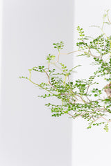 1001 発根済 Operculicarya Pachypus オペルクリカリア・パキプス