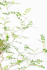 1001 発根済 Operculicarya Pachypus オペルクリカリア・パキプス